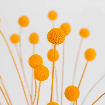 Orange Dried Craspedia Billy Balls