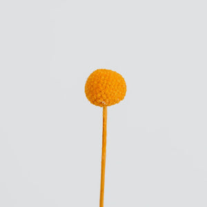Orange Dried Craspedia Billy Balls