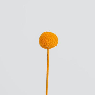 Orange Dried Craspedia Billy Balls