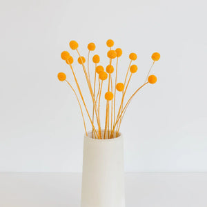 Orange Dried Craspedia Billy Balls
