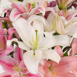 Assorted Pink Oriental Lilies