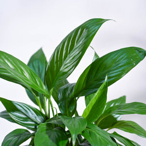 Peace Lily Plant