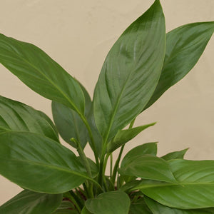 Peace Lily Plant Gift Hamper