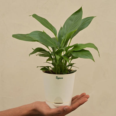 Peace Lily Plant For Environment Day Gifting