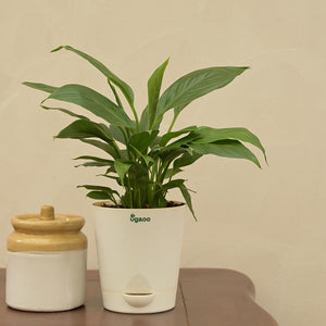Peace Lily Plant For Environment Day Gifting