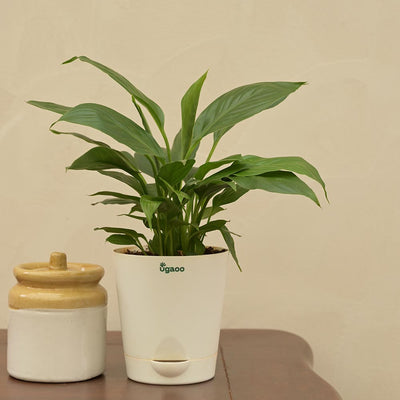 Peace Lily Plant For Environment Day Gifting