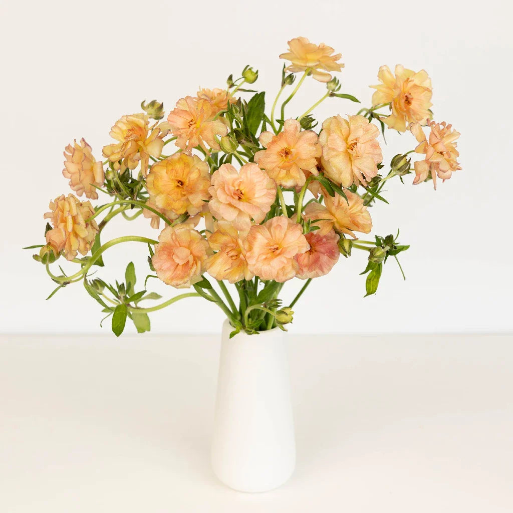 Peach Pink Butterfly Ranunculus Flower
