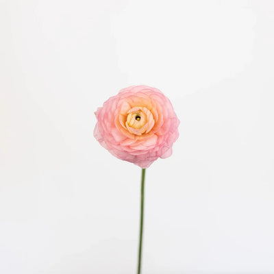 Pink Peach Ranunculus Flowers