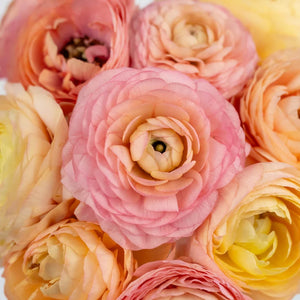 Pink Peach Ranunculus Flowers