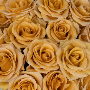 Honey Mustard Combo Rose