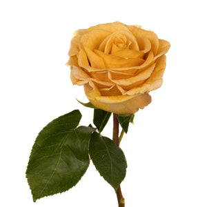 Honey Mustard Combo Rose