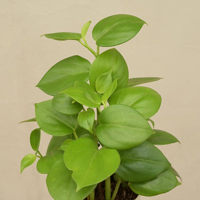 Peperomia Green Plant Gift Hamper