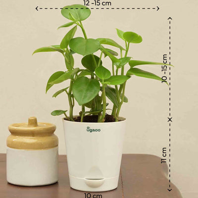 Peperomia Green Plant Gift Hamper
