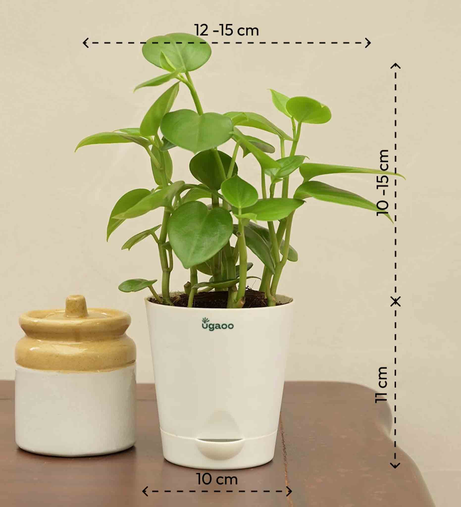 Peperomia Green Plant Gift Hamper