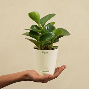 Peperomia Green Plant For Environment Day Gifting