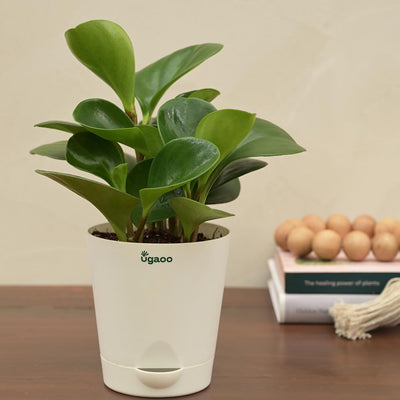 Peperomia Green Plant For Environment Day Gifting