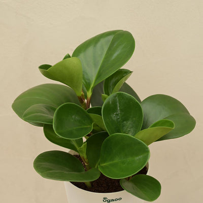 Peperomia Green Plant For Environment Day Gifting