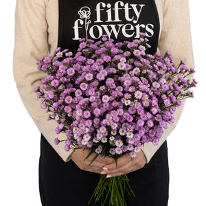 Petite Purple Blend Aster Flowers