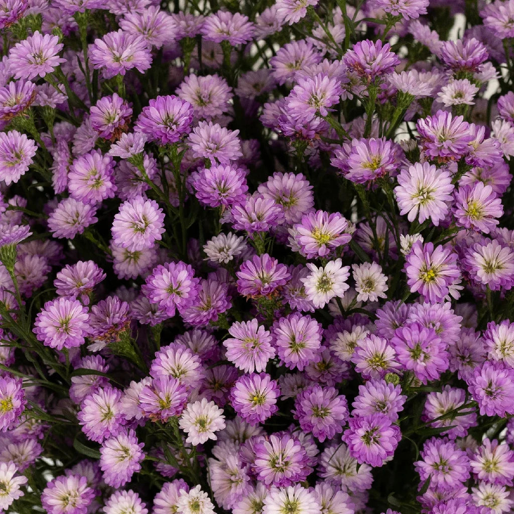 Petite Purple Blend Aster Flowers