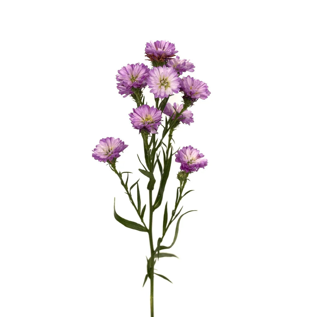Petite Purple Blend Aster Flowers