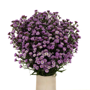 Petite Purple Blend Aster Flowers
