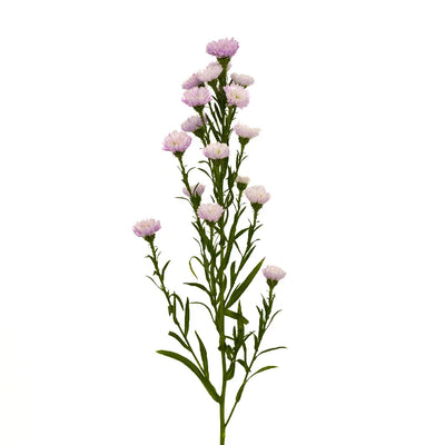Petite Pink Lilac Aster Flowers