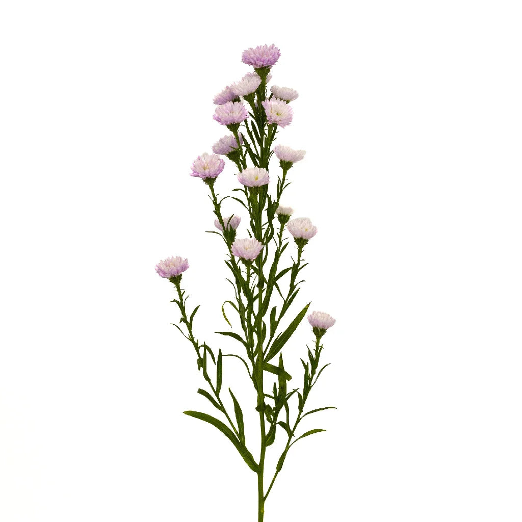 Petite Pink Lilac Aster Flowers