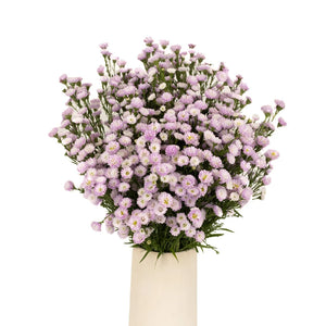 Petite Pink Lilac Aster Flowers