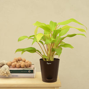 Philodendron Ceylon For Environment Day Gifting