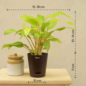 Philodendron Ceylon For Environment Day Gifting