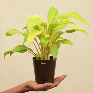 Philodendron Ceylon For Environment Day Gifting