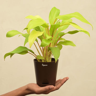 Philodendron Ceylon For Environment Day Gifting