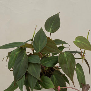 Philodendron Micans Plant For Environment Day Gifting