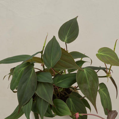 Philodendron Micans Plant For Environment Day Gifting