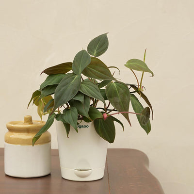 Philodendron Micans Plant For Environment Day Gifting