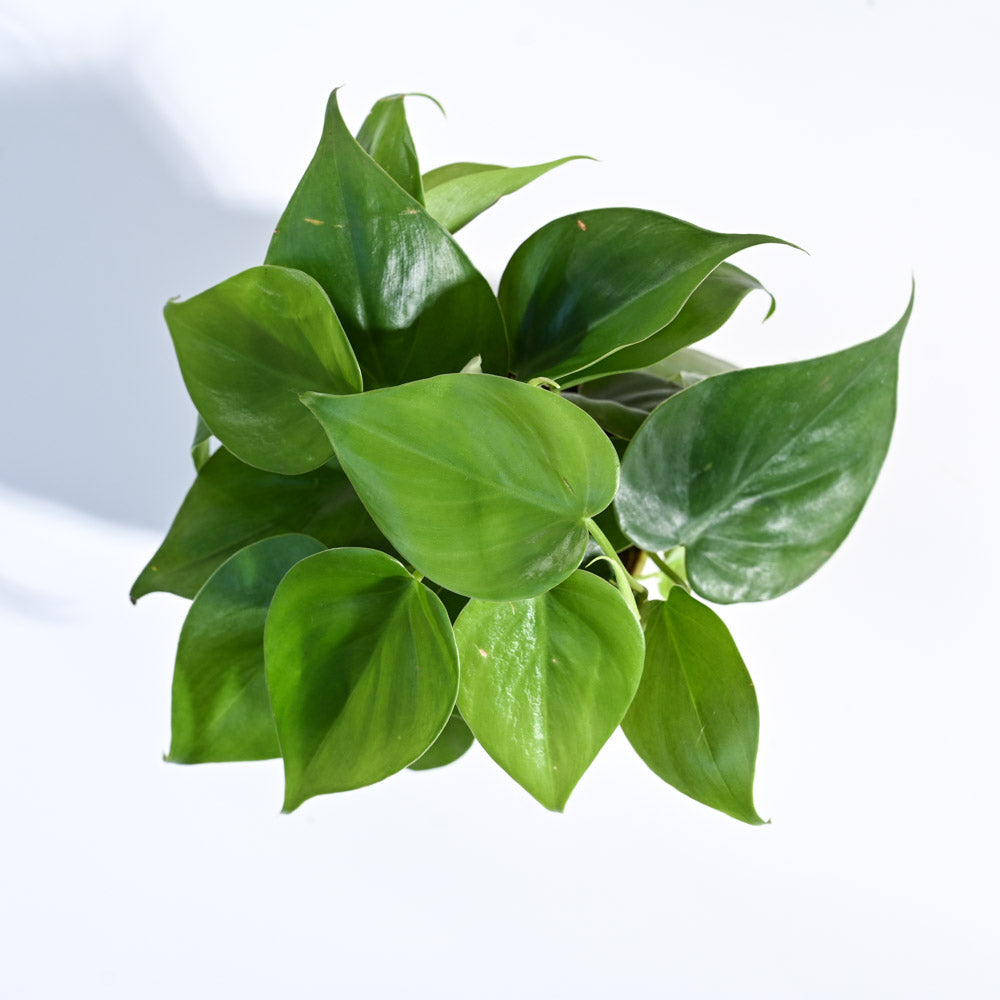 oxycardium philodendron Philodendron Oxycardium Green Plant with GroPot | Indoor
