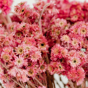 Pink Dried Andean Asters