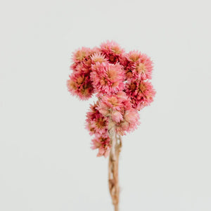 Pink Dried Andean Asters