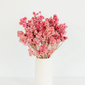 Pink Dried Andean Asters