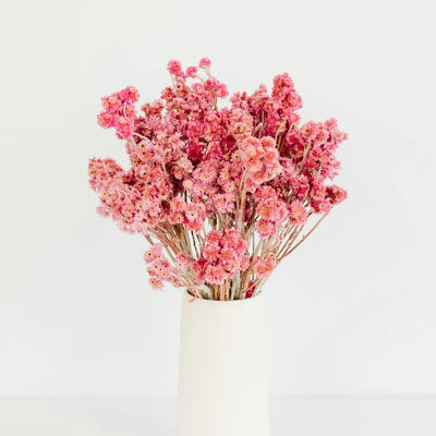 Pink Dried Andean Asters