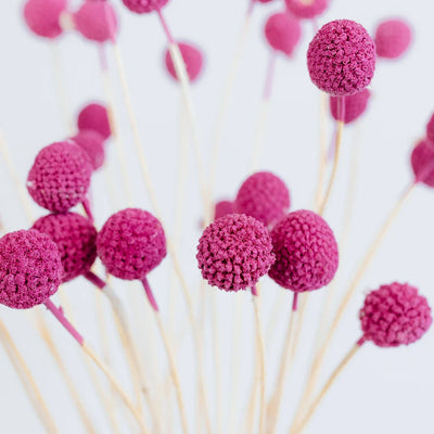 Hot Pink Dried Craspedia Billy Balls