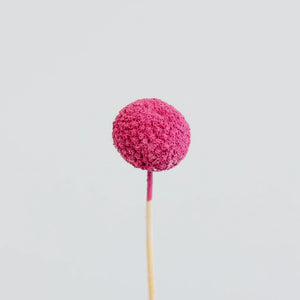 Hot Pink Dried Craspedia Billy Balls
