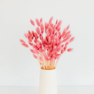 Pink Dried Bunny Tail Grass