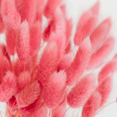 Pink Dried Bunny Tail Grass