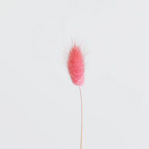Pink Dried Bunny Tail Grass