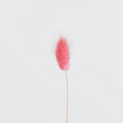 Pink Dried Bunny Tail Grass