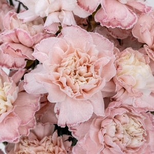 Light Pink Enhanced Carnation Flowers