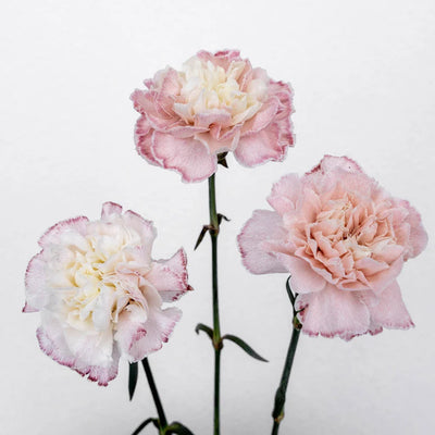Light Pink Enhanced Carnation Flowers