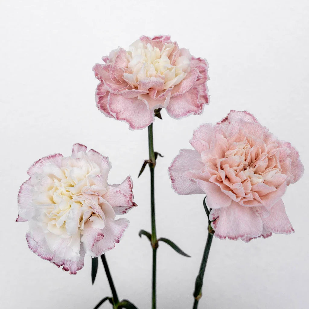 Light Pink Enhanced Carnation Flowers