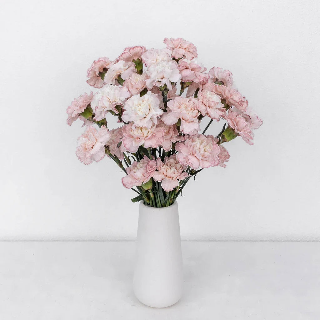 Light Pink Enhanced Carnation Flowers